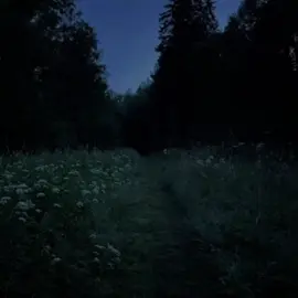 трек в тгк ссылка в профиле // #lyrics #футажиначерномфоне #трекидлявидео #вайбовыепесни #белаяночьопустиласькакоблако #ветергадаетнаюнойлистве #слышузнакомуюречьвижуобликтвой #нупочемуэтотольковосне 