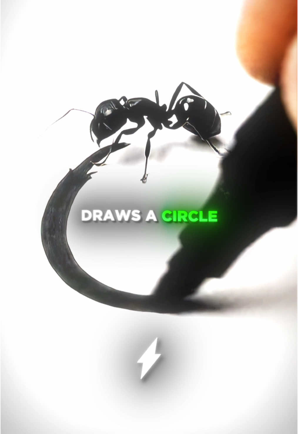 The Truth Behind The VIRAL Trapped Ant... 🤯🧠 You’ve probably seen the viral video of an ant trapped by a simple pen line. But the truth behind why it feels trapped is a profound lesson about the human mind.⚡ #stevenbartlett #lifelesson #inspiration #wisdom 
