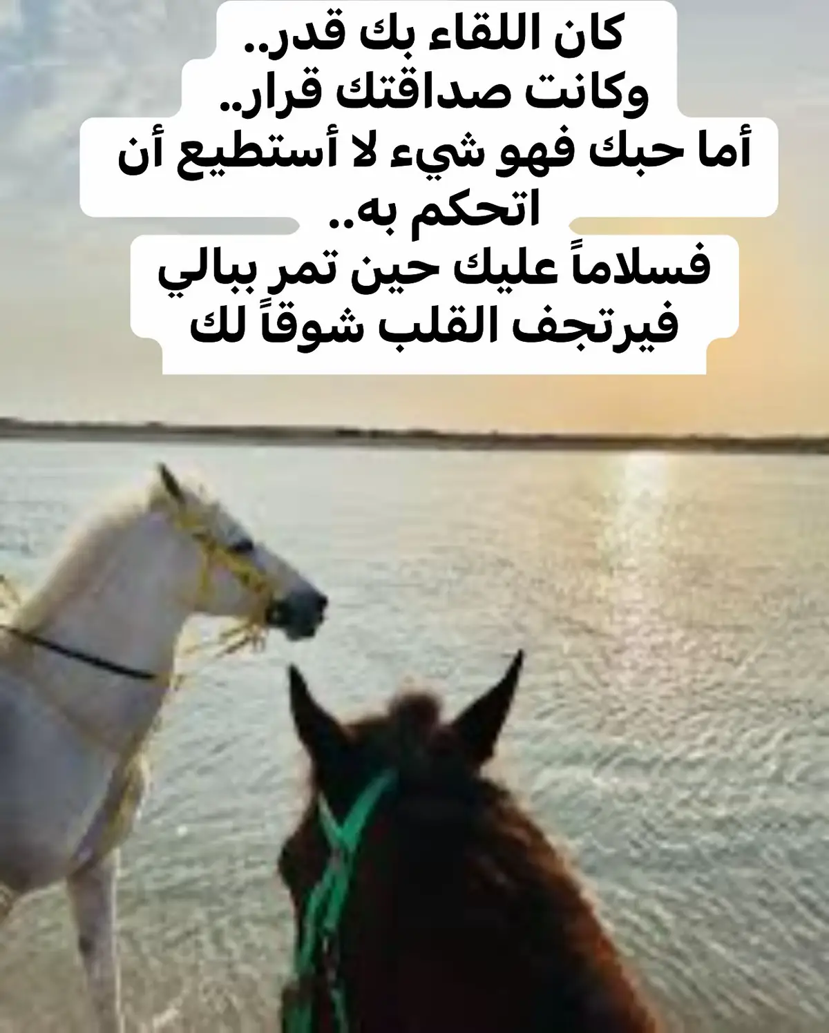 #الصين_ماله_حل😂  #مصر_العراق_السعودية_تونس_المغرب_الجزائر #خيل_وخياله🐎 #اقتباسات 