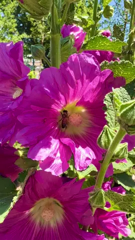 Went to the Water Gardens to buy a few things for the pond and came across this beauty! Look for the beauty in everyday 💕 #flower #flowers #bees 