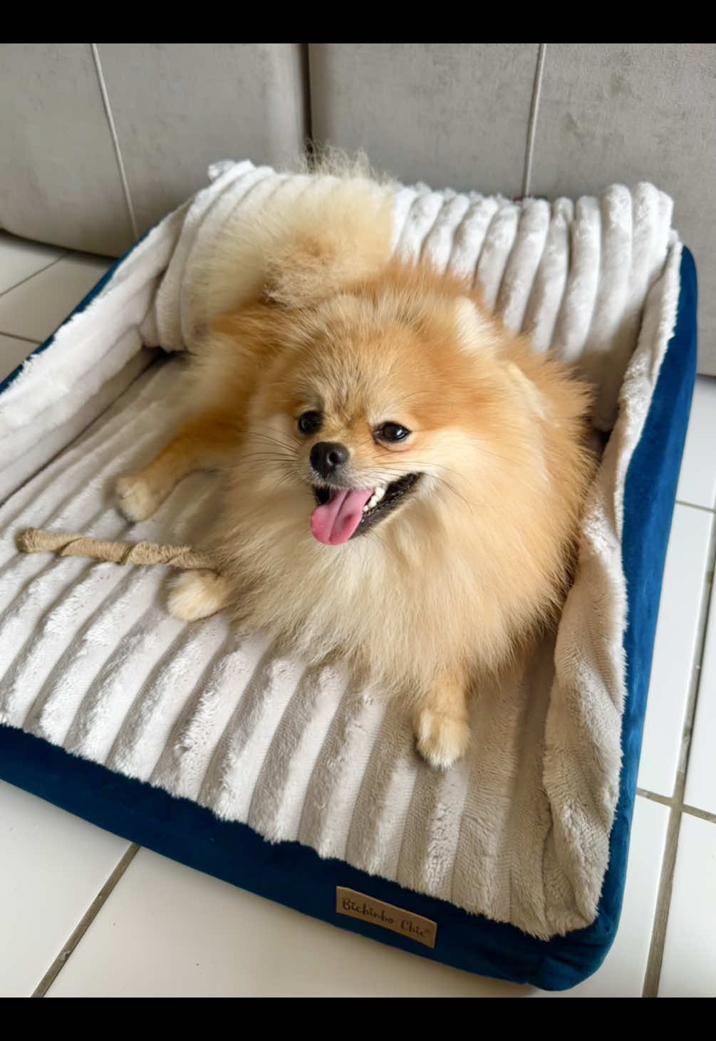 Hoje eu ganhei meu presente de AUniversário adiantado! Uma caminha nova!!!! Uhuuul 🥳  O que vocês acharam? Ela é a Cama Roma, da @Bichinho Chic 🥰🤩🩵  #caminhapet #spitzalemao #unboxing #cachorrosfofos 