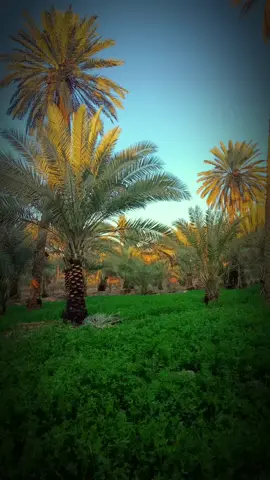 #الطبيعه_اجمل_شي_للراحه_النفسيه #عبارات #عباراتكم_الفخمه📿📌 #راحه_نفسيه 