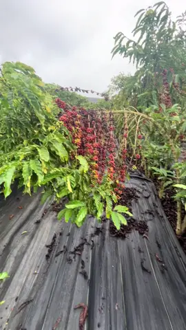 #cafe #cafeconiloncapixaba #cafeconilon #agro #fazenda#fyy 