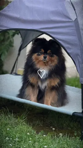 ❤️❤️❤️ #pomeranian #spitz #chien 