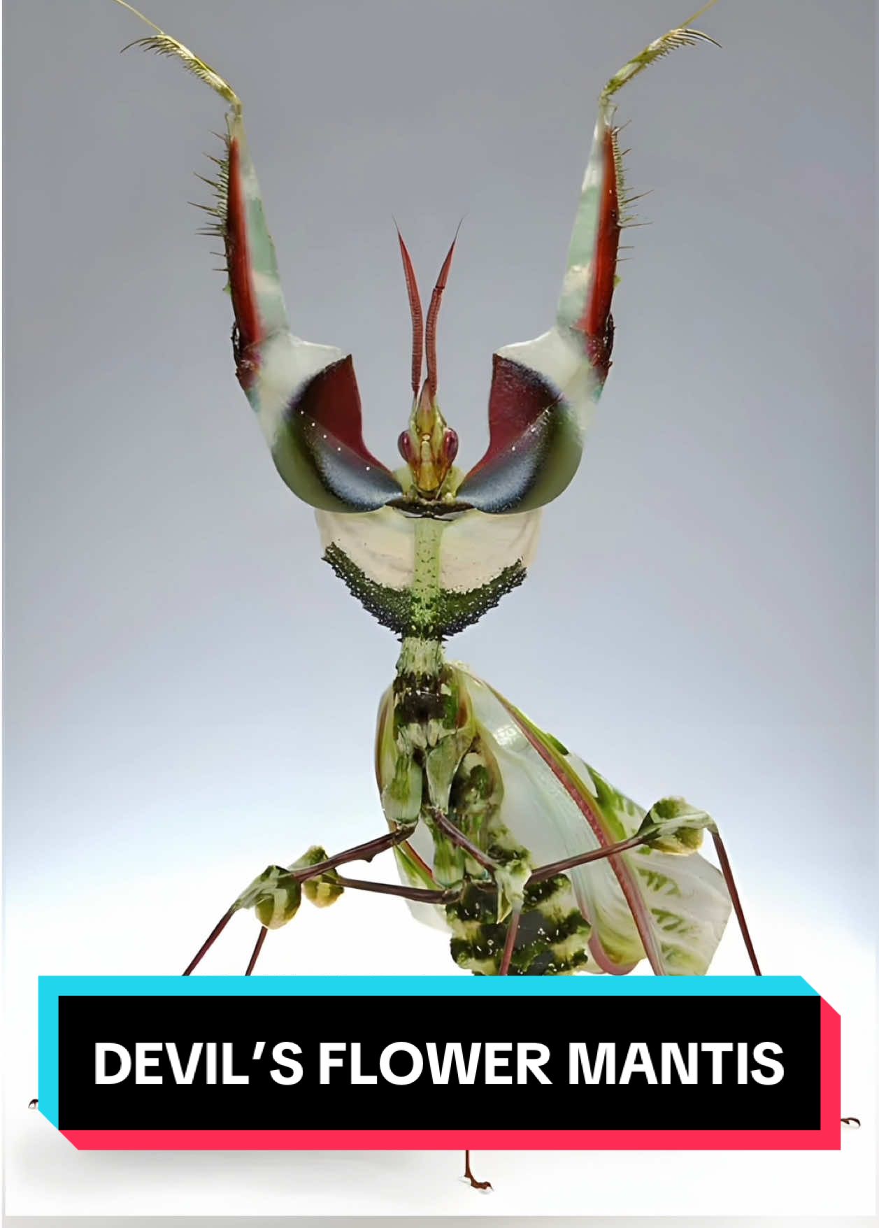 Devil’s Flower Mantis 🦋 A Deadly Work of ART! #devilflowermantis #flowermantis #mantis #insect #insects #insectsoftiktok 