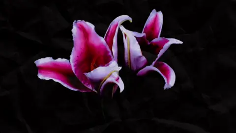 #flowersblooming #flowers 