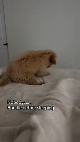 Juts tryna get cozy #minipoodle #poodle #fyp #viral 