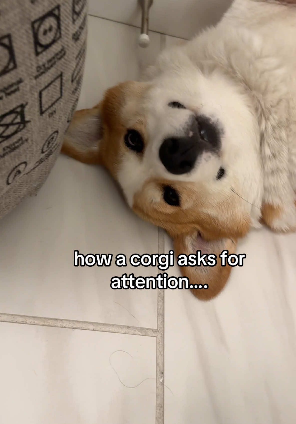 🤣 they are very cute and cunning #pet #dogs #dog #viral #dogsoftiktok #cute #corgilife #corgi #corgisoftiktok #PetsOfTikTok #puppy #doglover #funny #doglover 