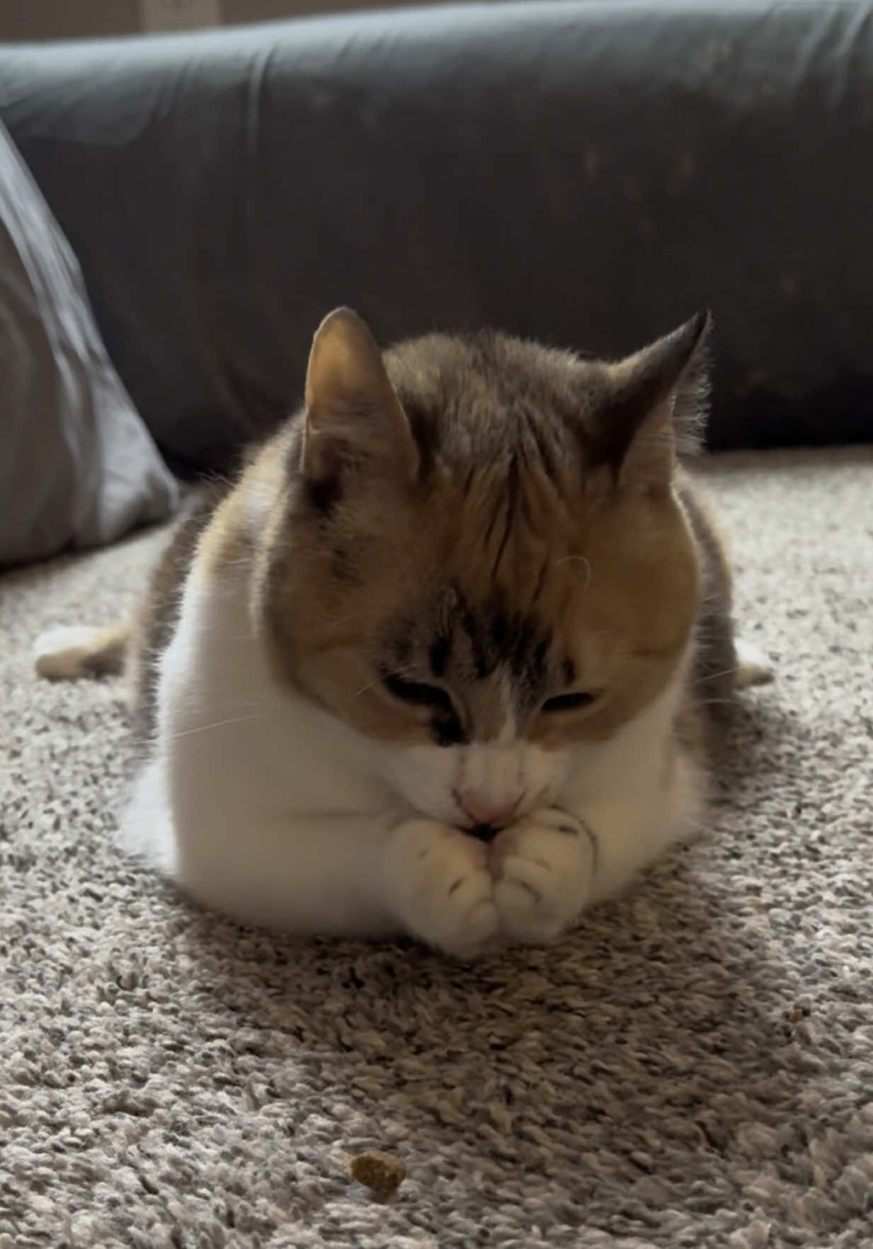 disABLEd #wobblycat #cerebellarhypoplasia #cerebellarhypoplasiacats #chcat #calicocat #calico #catsoftiktok #cattok #cutecatsoftiktok #cutecat #cute #cat #inspiration #foryoupage #fyp 