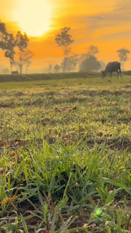 #วิวบ้านนอก🍃 #ท้องฟ้า #ฟีดดดシ #เธรดเพลง #สตอรี่ความรู้สึก 