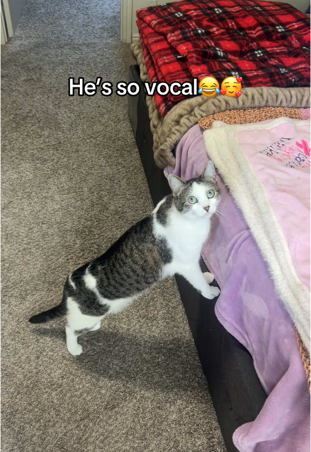 June is a busy month! I can’t wait to show you what’s in store🥰🦋 Tell me your pets name? 💛GoFundMe in bio💛 #june #baby #babyboy #babies #babiesoftiktok #taylorswift #sabrinacarpenter #catsoftiktok #tabbycat #sweet #boy #sweetbabies #pink #brown #white #fyp #fypシ #fypシ゚viral #fypage #foryoupage 