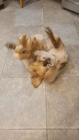 A puppy pretzel. Delicious, probably.  #goldenretriever  #pretzel 