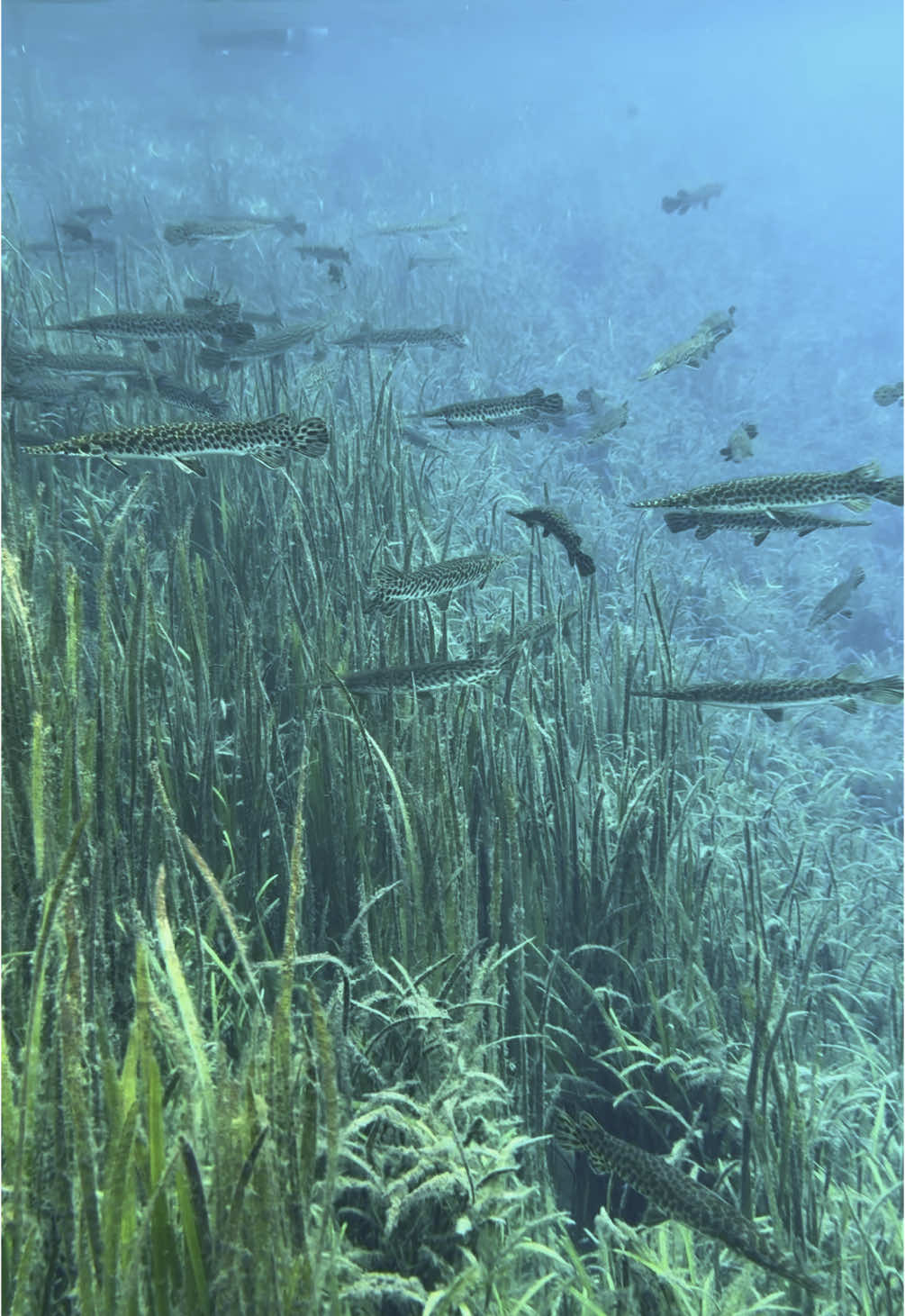 #gar #fish #fishtok #floridasprings #florida #kayaking #kayak #nature #underwater 