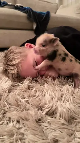 lovely minipig #pig #pigs #cute#minipig #minipigsoftiktok #fyp #foryoupage #animals #babypig #pet 
