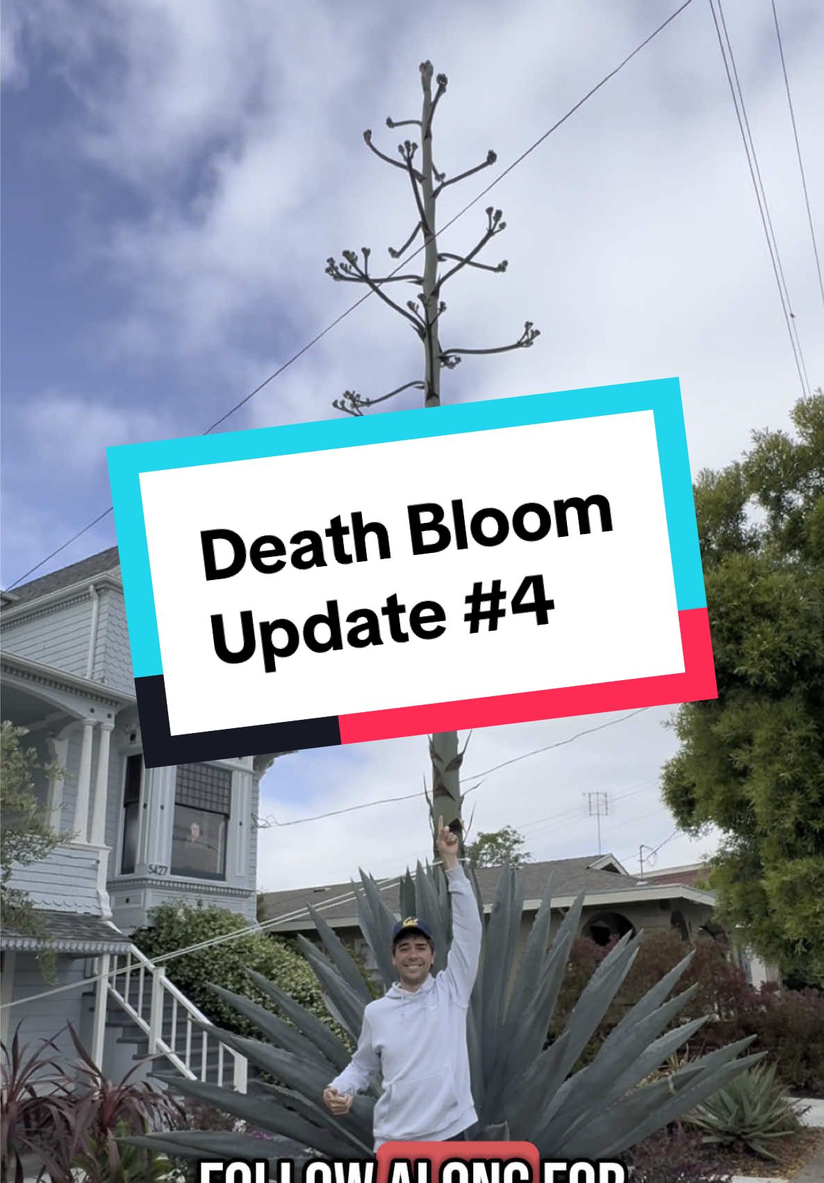 Audrey’s getting so big we gotta rope her back!  My neighbor’s agave is undergoing its #deathbloom — it waits its whole life just for one shot at flowering. It literally sucks the life out of the plant, but in so doing allows it to carry on the cycle of life through new seeds. We’ve left out a guest book and people have been filling it with messages of encouragement, joy, and wonder — it’s amazing how something as simple as leaving a whiteboard out about your plant can bring such a strong feeling of community. Thanks as always for sharing your plant with us, @Brion Spensieri ! 🌵💚 #eastbay #agave #centuryplant #audrey