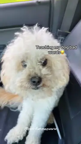My dog knows what I'm talking about.🤣🤣🐶 #usa #longervideos #funnydog #fypage #fypシ゚viral #fyppppppppppppppppppppppp #fypp #fypdong #fypgakni #fypsounds #fyppp #dog #dogsoftiktok #funnydogs 