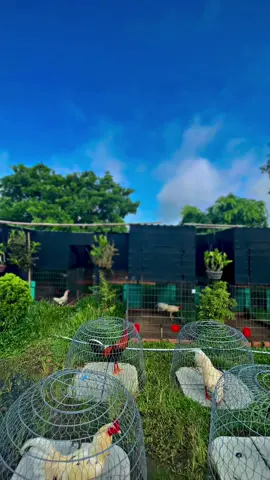 chill chill cùng trại gà #hoangthien_minifarm #xuhuong #xh 