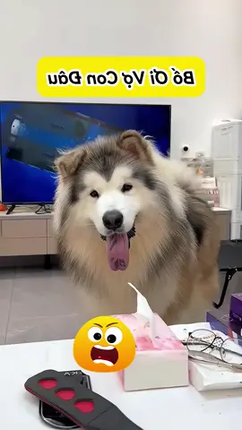 🐶💭 Cẩu Tử Với 1001 Câu Hỏi Vợ Con Đâu!#emthocreview #shorts #trend #viral #hàihước #giảitrí