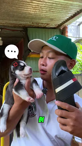 Top 1: Cách trị tụi báo ồn ào 😆 #dencorgifarm #husky 