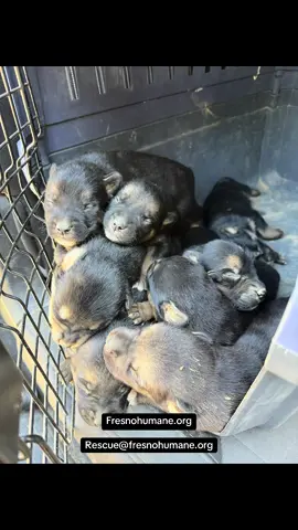 Another call I responded to a couple days ago. Reports coming in for moms with pups seem to be never ending.. PLEASE spay and neuter your pets. #fresno #fresnocounty #559 #california #spayandneuter #itsaveslives #rescue #animalcontrol #dogsoftiktok #trending #doglovers #puppiesoftiktok #dogs #fypシ 