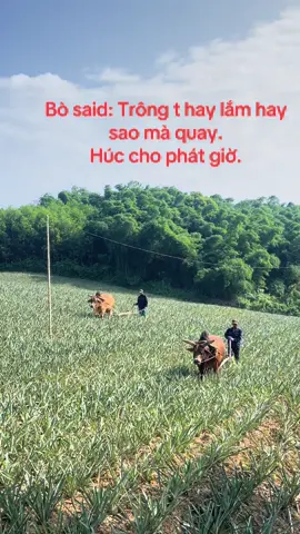 Nghề trồng dứa. Chuyên về dứa Thanh hoá. #bò #cày #dứa🍍 