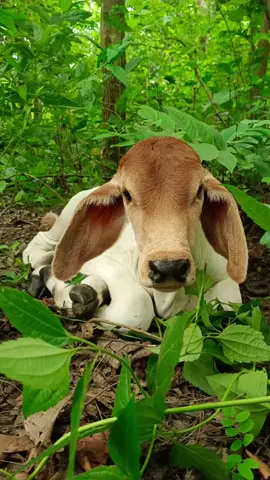 บรูโน่ ❣️🐮 #วัวน้อย #วัวบราห์มันเลือดผสม #วัวลานเมืองเหนือ #น้องวัว #ลูกวัว  #CapCut 