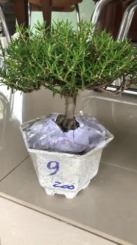 Gốc hoa mười giờ TQ siu to về với chủ mới#vuonhoathamnguyen #hoamuoigiobonsai #hoamuoigiotrung  @Vườn Hoa Thắm Nguyễn 