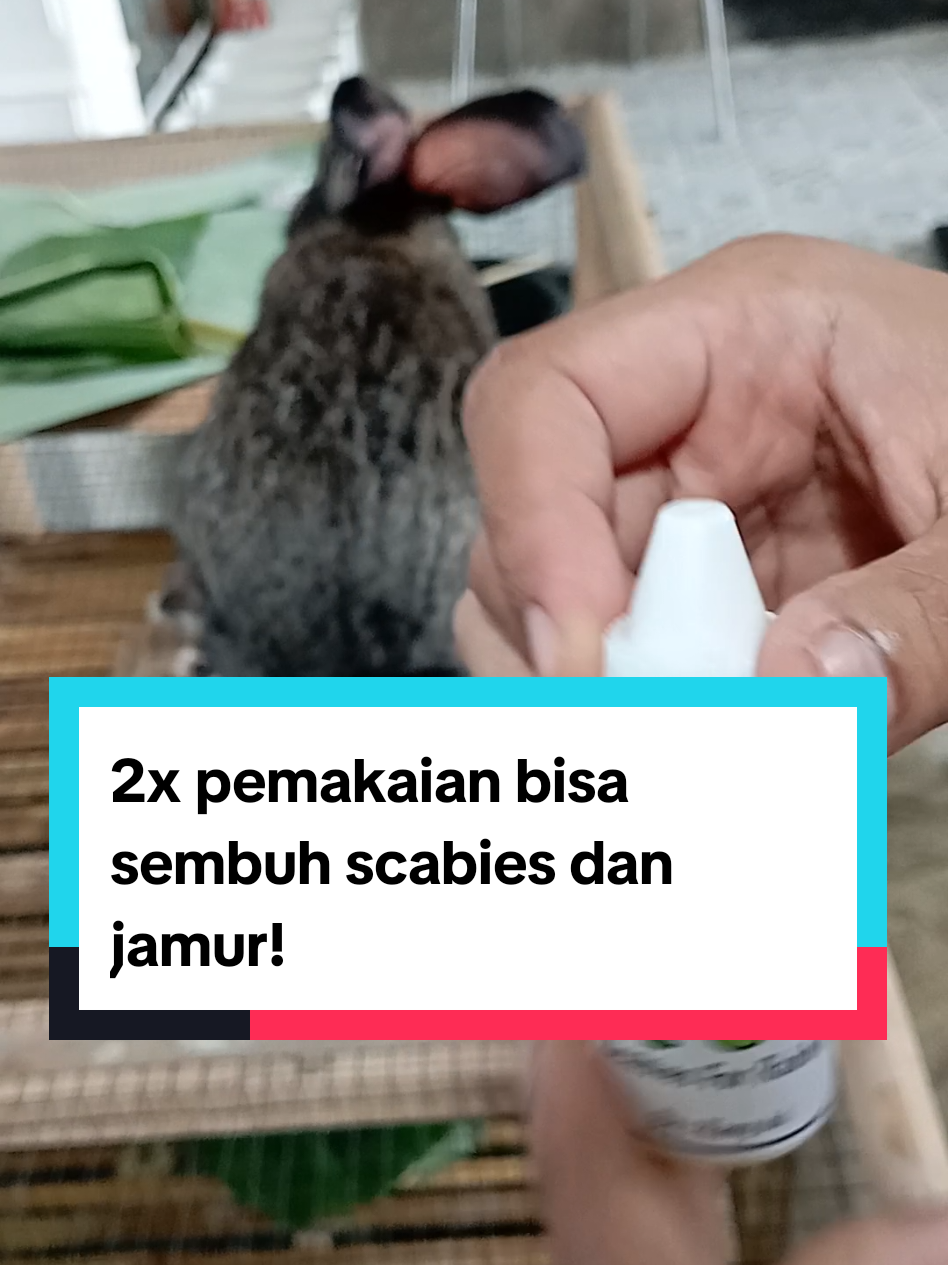 obat scabies yang lagi viral banget SR SCABIES FOR RABBIT, baru nyoba langsung cocok, ternyata nggak mengecewakan. bagus bgt obat ini, 2x pakai langsung rontok.  obat ini bentuknya minyak cair gtu gaes cukup di tetes tru d oles aja. #kelinci #tamankelinci #germangiant #giantrabbit #flemishgiant #sadeworabbitjogja #breeder #srjfarm #SRJFARM #kelincijogja #flemishgiantrabbit #SRscabiesforrabbit #sr #obatscabies #obatscabieskelinci #obatscabieskucing #obatscabiesanjing 