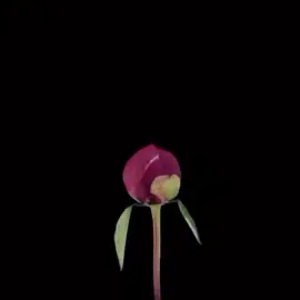 sweet - cas #sweet #cas #lyrics #song #audio #sad #Love #heart #viral #trending 