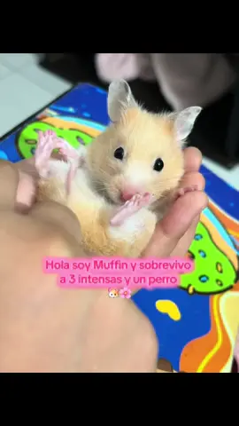 Breve resumen del MuffinWorld 🐹🌸  #hamsters #amorporlosanimales #hamstersoftiktok #hamster_team🐹  #intensas 