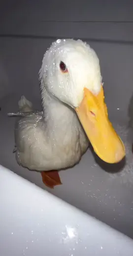 #duck #ducktock🦆 #ducks #funny #water #shower #dancesithducks 