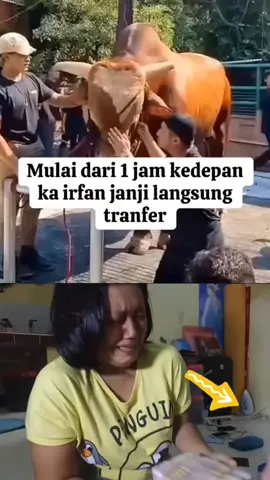 #assalamualaikum🙏 #irfanhakim #berbagi #sapiqurban #ibadahhaji #bulanhaji #kurban #sapijumbo #sapiviral #masukberandafyp #viralvideo 