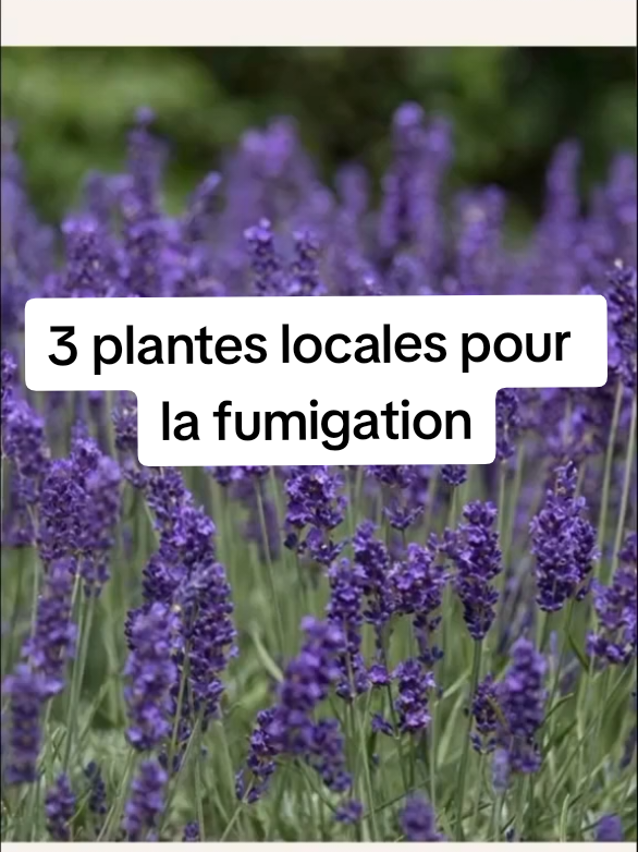 pourquoi aller chercher des plantes qui viennent de pétaouchnokke ?? on a tout a porté de main ici. #witchtok #lithotherapie #fumigation #purification  #cejour-là 