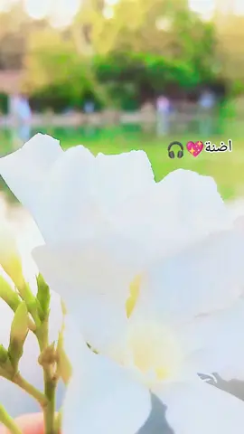 #تصويري_احترافي_الاجواء👌🏻🕊😴 