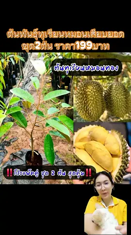 #หมอนทอง #ต้นถอนหมอนทองเสียบยอด 
