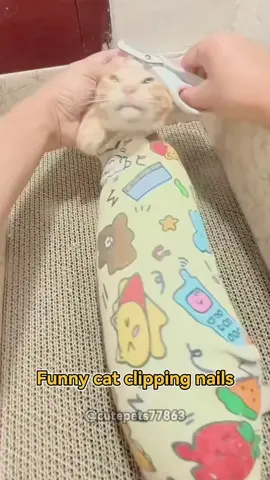 Funny cat clipping nails #cat #catsoftiktok #catlover #funny #funnyvideos #foryou #fypage #fypツ #funnycat #funnytiktok #cats #usa🇺🇸