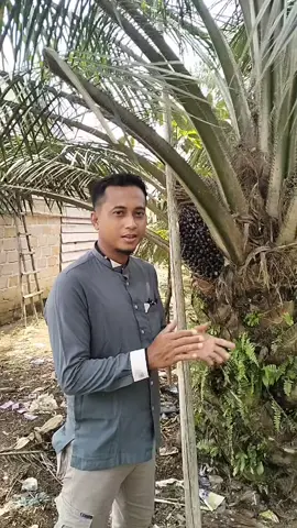 #petani #sawitindonesia #sawit #kebun 