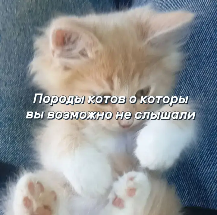 Если что-то спутала напишите #необычныепородыкошек #породыкошек #породы #кот #котенок #новичек #кэтблогер #кетблогер #fur #fyr #домашнийкот #рекомендации
