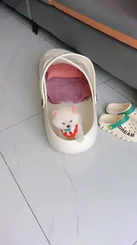 Mini dog.#dogs #dog #foryou #fyp #funnyvideos #funnyvideos #funny #foryoupage #fypシ゚viral 