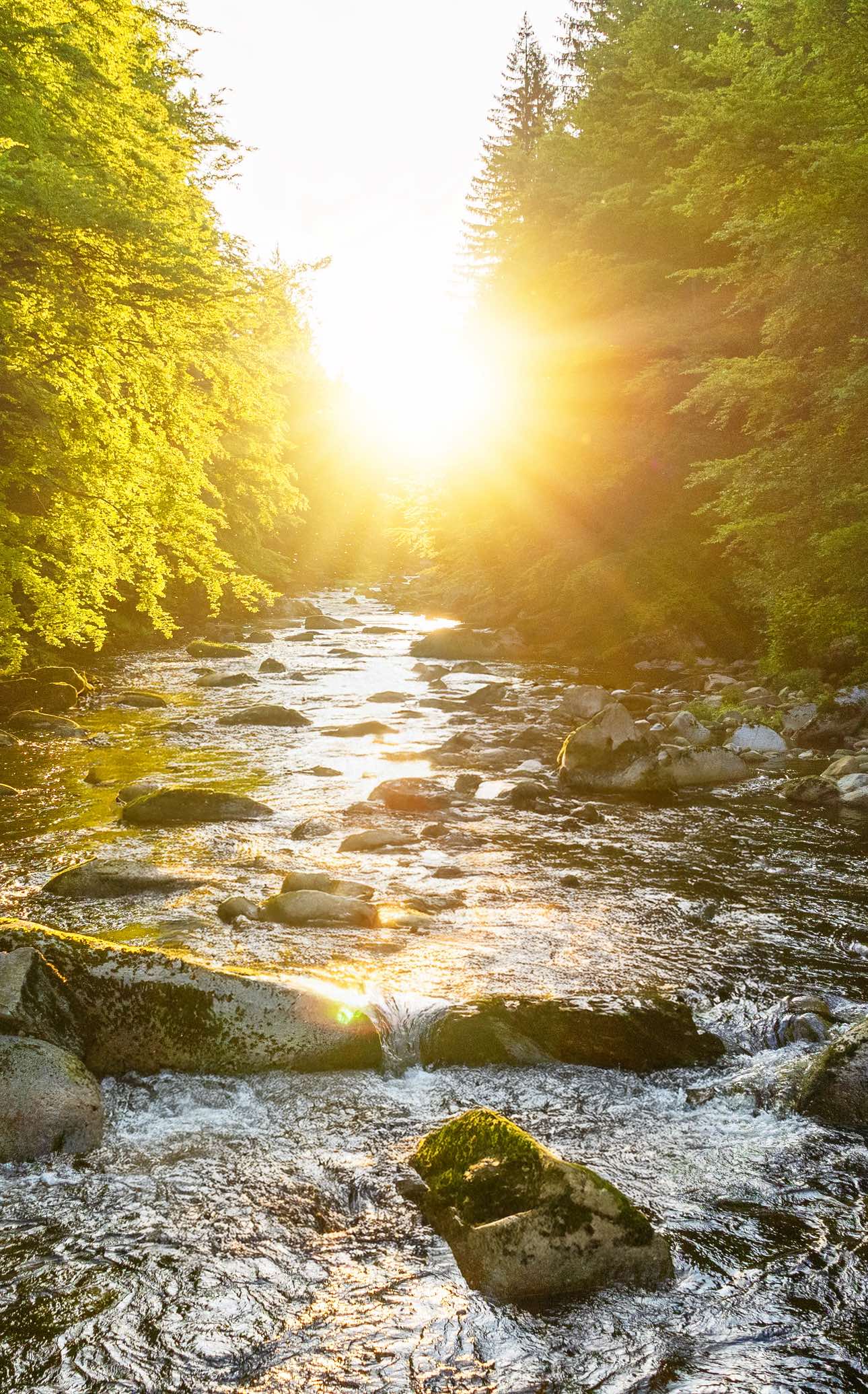 🌲 NEW NATURE FILM – Just Released!  Immerse yourself in the calming sounds of a spring forest stream deep in the Czech mountains. No music. Just pure nature. Let the birdsong and flowing water wash away your stress. 🍃💧 🕊️ 4K video, 4 hours of uninterrupted peace. 🎥 Watch it now on my YouTube channel Nature Films 🔗 Link in bio. Thank You for Your support, comments and likes🙏 #springforest #relaxingsounds #naturefilms #foreststream #czechrepublic #naturesounds #calmingvideo #nomusic #4knature #ambientforest #forestambience #relaxationfilm #birdsong #mindfulmoment #naturetherapy