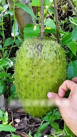 #pokokdurianbelanda #gardening #baja #pokok #durianbelanda #tiktokshopmalaysia #fyp 