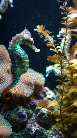 Cute Seahorse😍 #seahorse #aquarium #underwaterworld #cuteanimals #relaxing 
