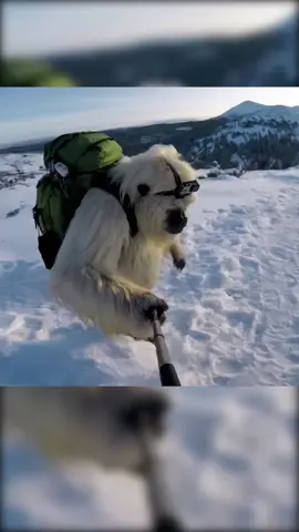 Led jak svině. #fyp #yeti #aivlog #veo3 #zima #hory #cz