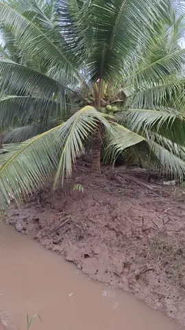 vườn dừa 1 năm nước ngập 6 tháng  #xuhuongtiktok  #vuichơitiktokvuikhoe  #71bếntre🌴chàocáctỉnhthành❤️ 