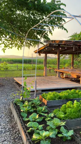 แค่ทำมันให้ดีที่สุด💗 #วลัยฟาร์ม🌻 #ความสุขในสวน🌈 #ผู้หญิงทำสวน #ปลูกผักกินเอง 