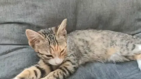 aAAaaa #tiktok #recommendations #cat #ии 