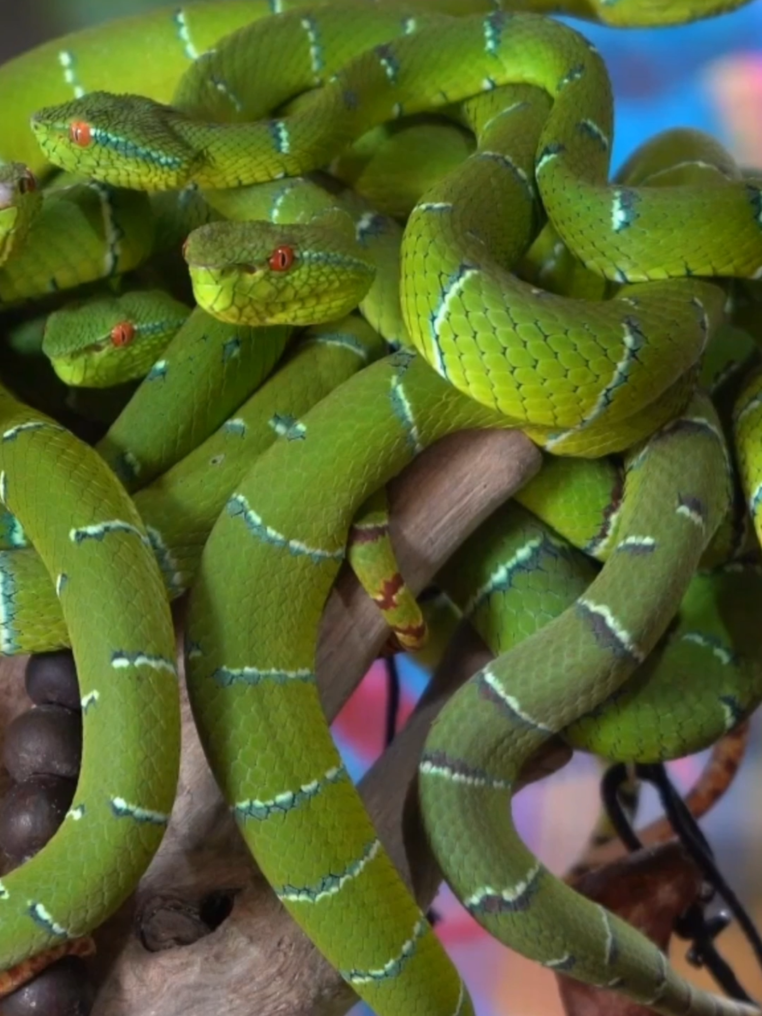 Seorang perawat tradisional di Surigao del Norte, Filipina, mencetuskan kontroversi apabila menggunakan bisa ‘pit viper’ sebagai rawatan alternatifnya. Rosalio Culit, atau lebih dikenali dengan nama Datu Kamandag, mendakwa pernah sembuh daripada penyakit selepas dipatuk ular peliharaannya.  Kini, dia menggunakan bisa dari ular dengan nama saintifik ‘Tropidolaemus subannulatus’ itu dalam rawatannya. Jelasnya, ular tersebut tidak berbahaya dan digunakan dalam rawatan kerana mempunyai potensi secara perubatan. Malah, ia telah diamalkan sejak dahulu dan merupakan sebahagian daripada tradisi suku Manobo. #AWANInews