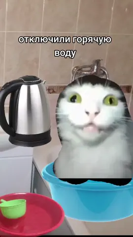 #отключиливоду #мембелыйкот #говорящийроткот #белыйкот #кот #прикол #смешно 
