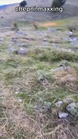real lol #chepni #çepni #cepni #turan #begdiliboyu #tiktok #edit #fyp #lazistan #caucasia #caucasian 