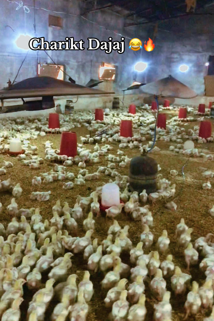 #شركة_دجاج#جواجة #جاج #شعب_الصيني_ماله_حل😂😂 #اكسبلور #فلاح #boli #بولي #موال #اسعار_الدجاج_اليوم 